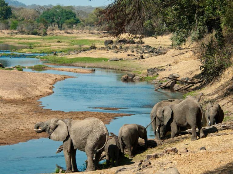 chobe-G19-1-1