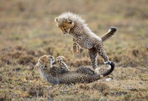 Botswana Wetlands Excursions