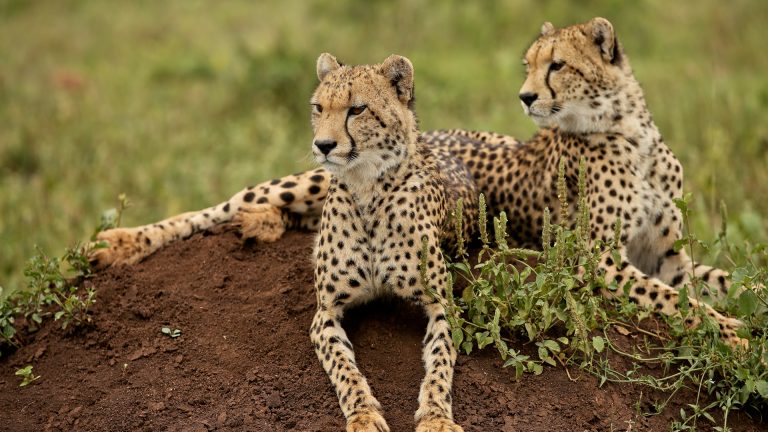 Cheetahs-in-Kafue-National-Park1