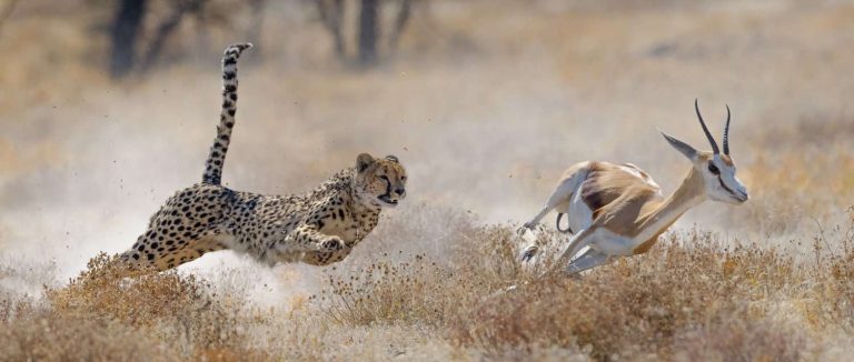 Etosha National Park