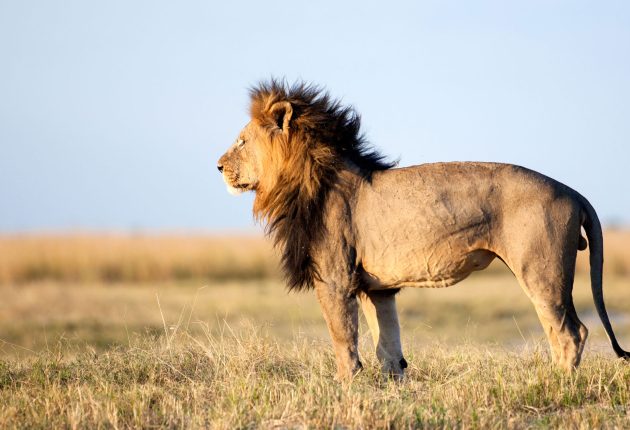 A-male-lion-the-King-of-the-Africa-bush