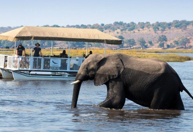 Chobe-River-Cruise-Safari