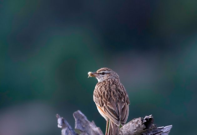 IMG_1783-Edit-4