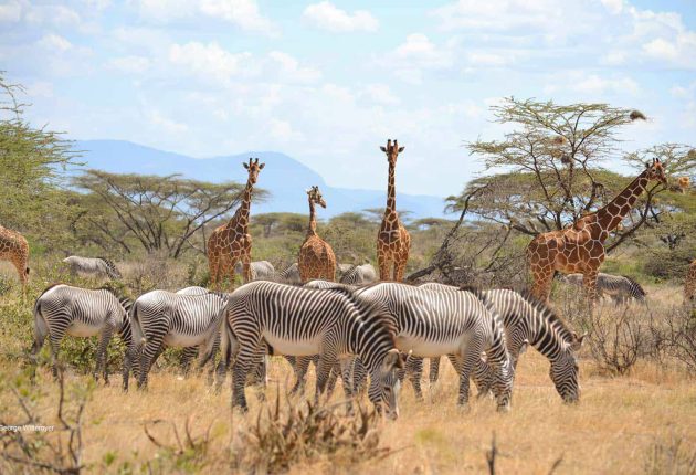 Samburu-National-Park