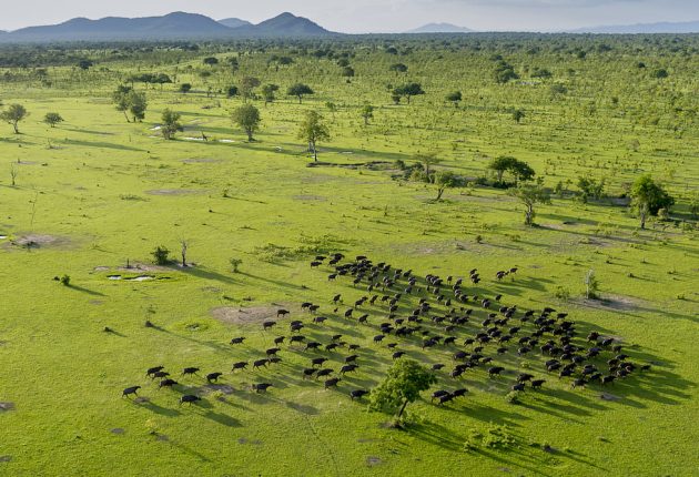 nyerere np
