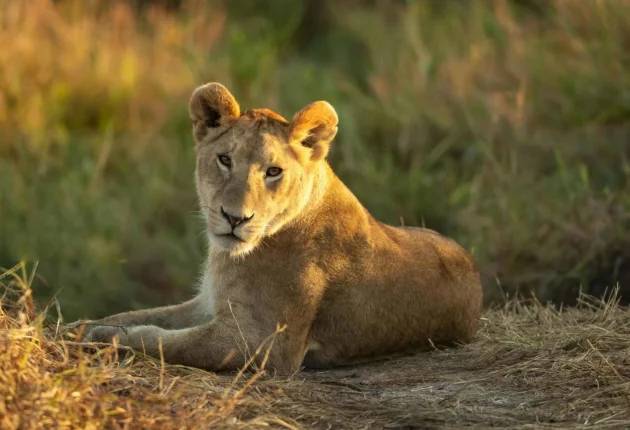 the-greatest-9-days-tanzania-wildlife-safari-package-3830371
