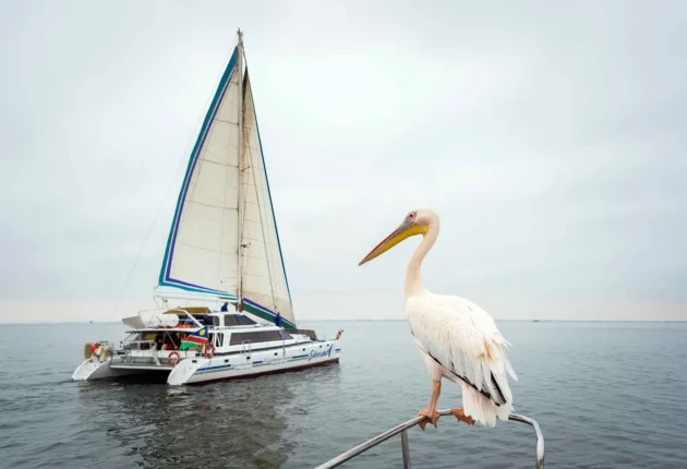 walvis-bay-marine-big-5-luxury-catamaran-tour-1503890